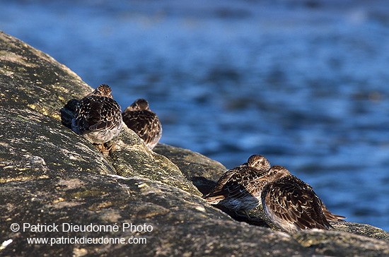 Purple sandpiper (Calidris maritima) - Becasseau violet - 17779