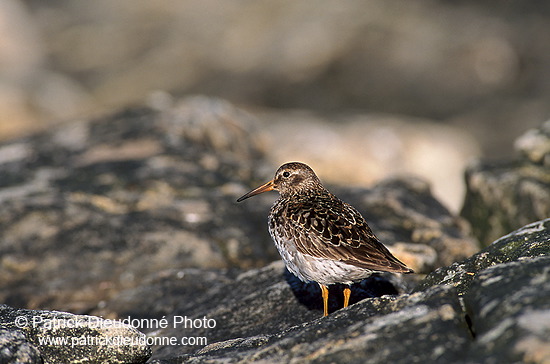 Purple sandpiper (Calidris maritima) - Becasseau violet - 17780