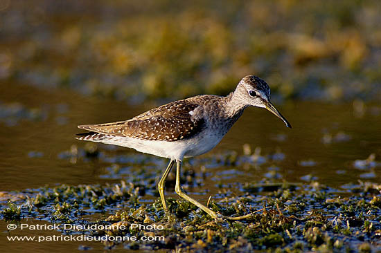 Wood Sandpiper (Tringa glareola) - Chevalier sylvain 10798