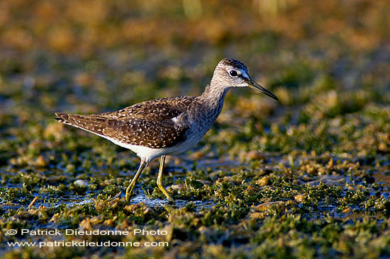 Wood Sandpiper (Tringa glareola) - Chevalier sylvain 10799