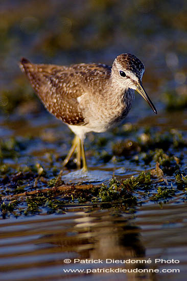 Wood Sandpiper (Tringa glareola) - Chevalier sylvain 10800