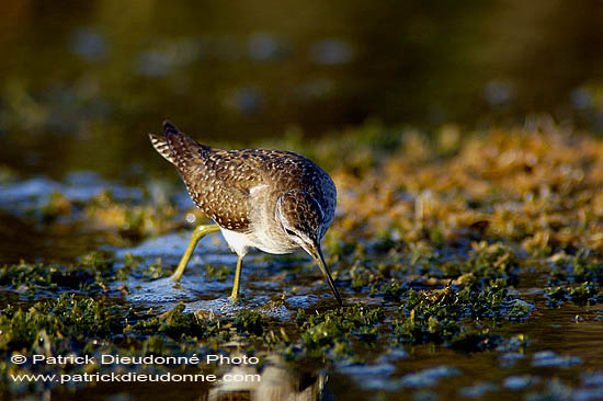 Wood Sandpiper (Tringa glareola) - Chevalier sylvain 10801