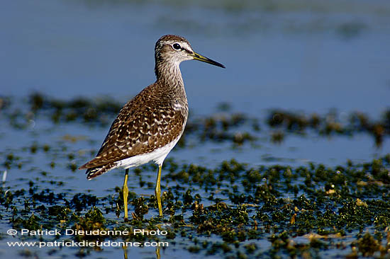 Wood Sandpiper (Tringa glareola) - Chevalier sylvain 10802