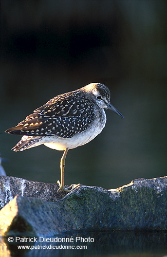 Wood Sandpiper (Tringa glareola) - Chevalier sylvain - 17781