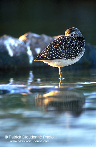 Wood Sandpiper (Tringa glareola) - Chevalier sylvain - 17783