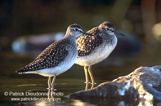 Wood Sandpiper (Tringa glareola) - Chevalier sylvain - 17784