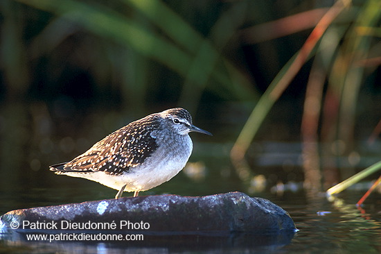 Wood Sandpiper (Tringa glareola) - Chevalier sylvain - 17786