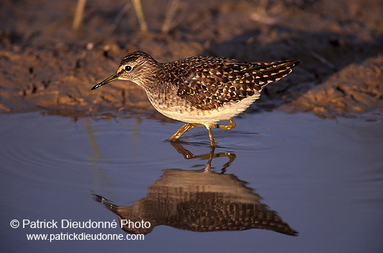 Wood Sandpiper (Tringa glareola) - Chevalier sylvain - 17787