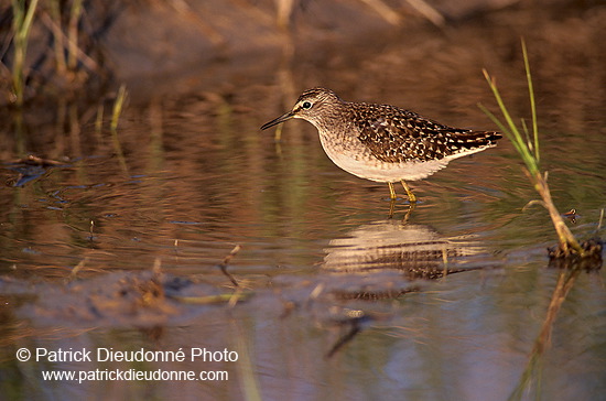 Wood Sandpiper (Tringa glareola) - Chevalier sylvain - 17789