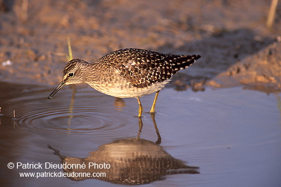 Wood Sandpiper (Tringa glareola) - Chevalier sylvain - 17790