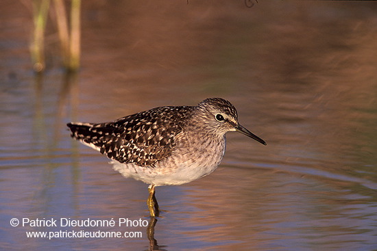 Wood Sandpiper (Tringa glareola) - Chevalier sylvain - 17791