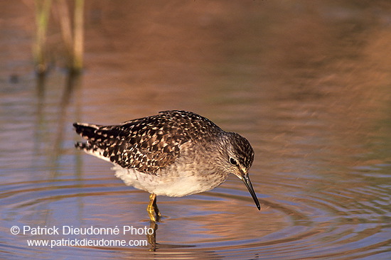 Wood Sandpiper (Tringa glareola) - Chevalier sylvain - 17792