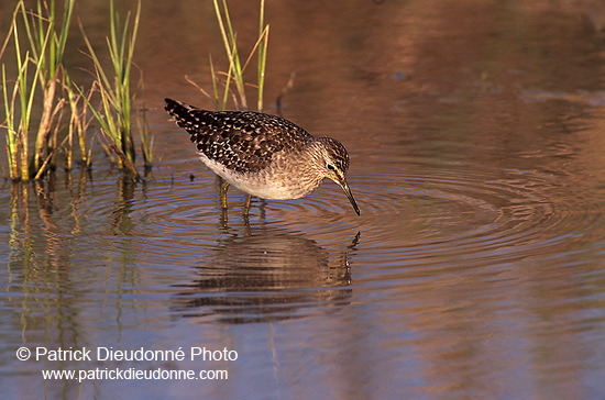 Wood Sandpiper (Tringa glareola) - Chevalier sylvain - 17793