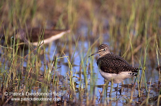 Wood Sandpiper (Tringa glareola) - Chevalier sylvain - 17794