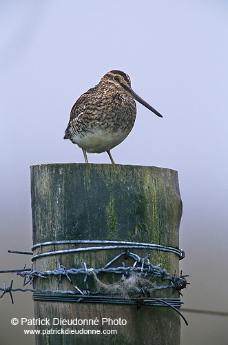 Snipe (Gallinago gallinago) - Bécassine - 17799