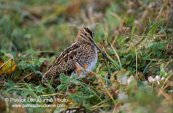 Snipe (Gallinago gallinago) - Bécassine - 17801