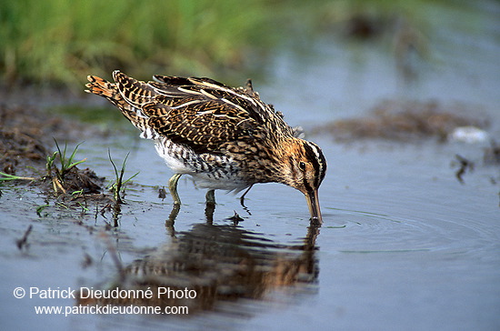 Snipe (Gallinago gallinago) - Bécassine - 17803