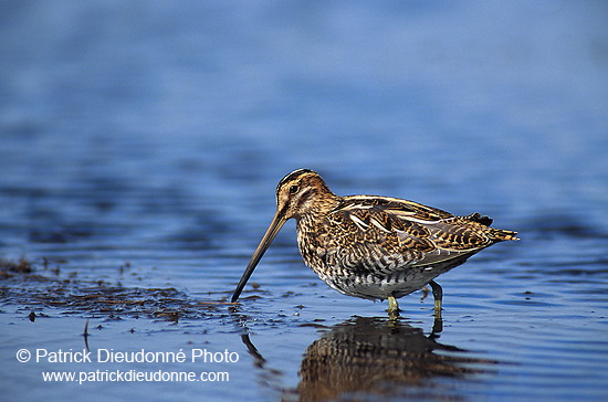 Snipe (Gallinago gallinago) - Bécassine - 17804