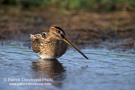 Snipe (Gallinago gallinago) - Bécassine - 17805