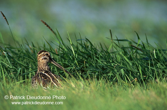 Snipe (Gallinago gallinago) - Bécassine - 17806