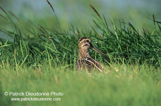 Snipe (Gallinago gallinago) - Bécassine - 17807