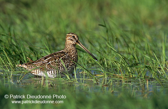 Snipe (Gallinago gallinago) - Bécassine - 17809