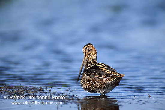 Snipe (Gallinago gallinago) - Bécassine - 17811