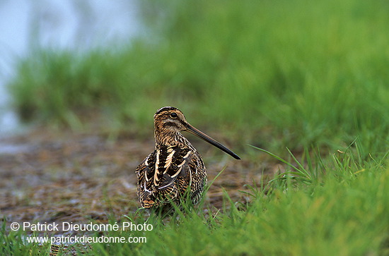 Snipe (Gallinago gallinago) - Bécassine - 17812