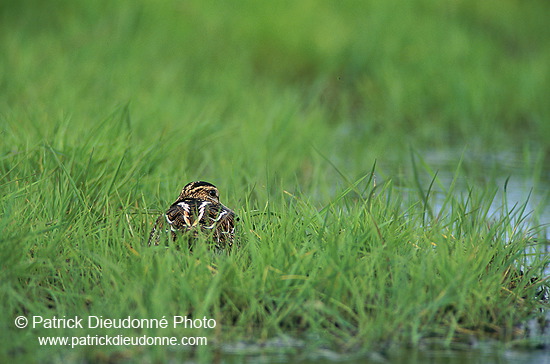 Snipe (Gallinago gallinago) - Bécassine - 17813