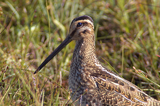 Snipe (Gallinago gallinago) - Bécassine - 17930