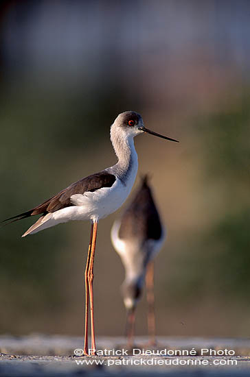 Black-winged Stilt (Himantopus himantopus) - Echasse blanche  11145