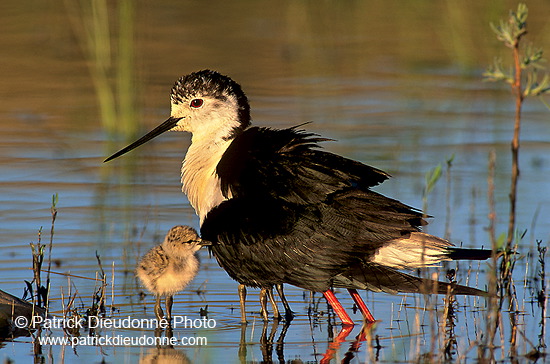 Black-winged Stilt (Himantopus himantopus) - Echasse blanche - 17820