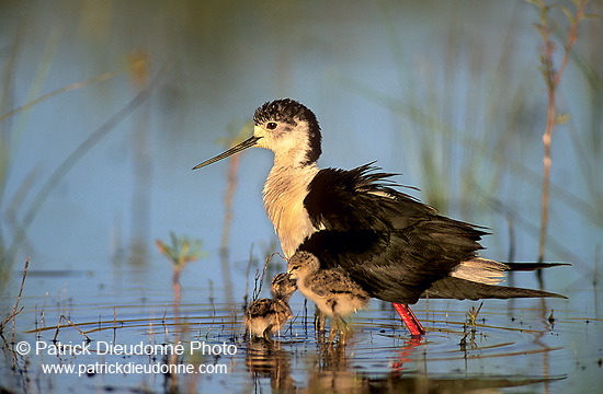 Black-winged Stilt (Himantopus himantopus) - Echasse blanche - 17821