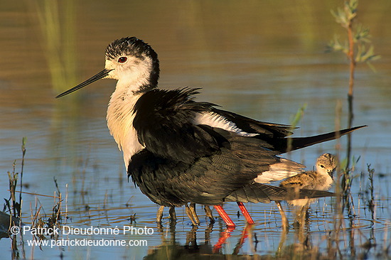 Black-winged Stilt (Himantopus himantopus) - Echasse blanche - 17822