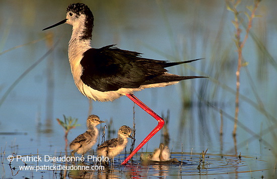 Black-winged Stilt (Himantopus himantopus) - Echasse blanche - 17824