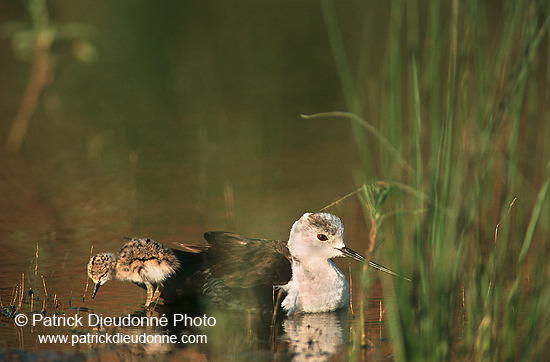 Black-winged Stilt (Himantopus himantopus) - Echasse blanche - 17825