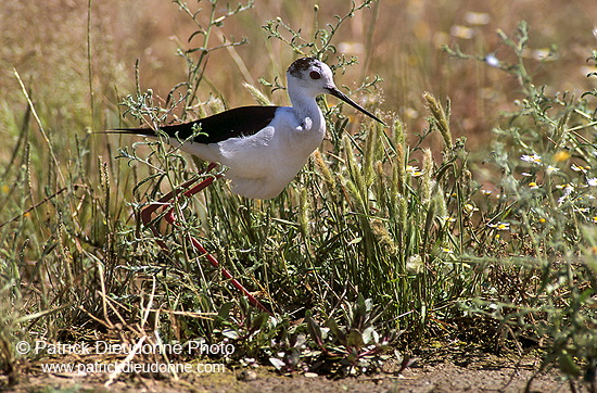 Black-winged Stilt (Himantopus himantopus) - Echasse blanche - 17826