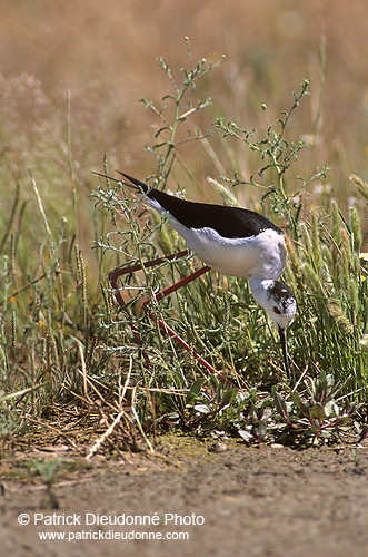 Black-winged Stilt (Himantopus himantopus) - Echasse blanche - 17828