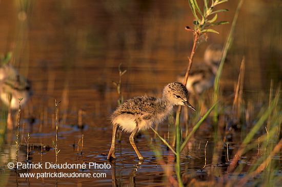 Black-winged Stilt (Himantopus himantopus) - Echasse blanche - 17829