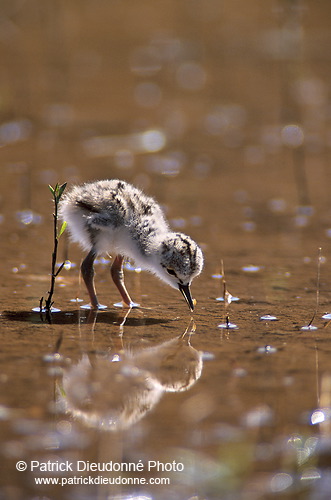 Black-winged Stilt (Himantopus himantopus) - Echasse blanche - 17830