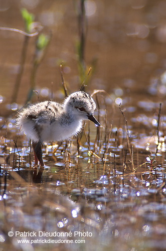 Black-winged Stilt (Himantopus himantopus) - Echasse blanche - 17831