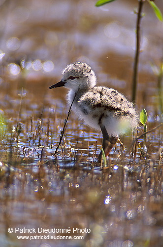 Black-winged Stilt (Himantopus himantopus) - Echasse blanche - 17832