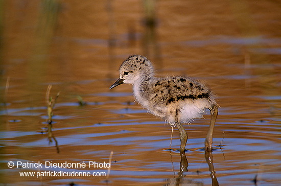 Black-winged Stilt (Himantopus himantopus) - Echasse blanche - 17833