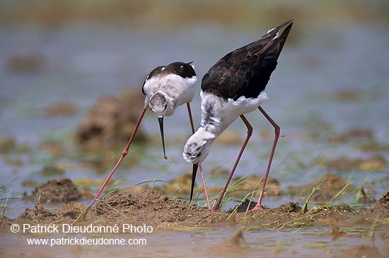 Black-winged Stilt (Himantopus himantopus) - Echasse blanche - 17834