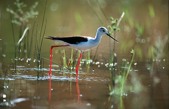 Black-winged Stilt (Himantopus himantopus) - Echasse blanche - 17836