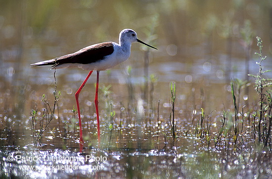 Black-winged Stilt (Himantopus himantopus) - Echasse blanche - 17837