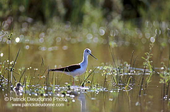 Black-winged Stilt (Himantopus himantopus) - Echasse blanche - 17838