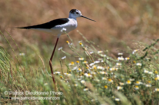 Black-winged Stilt (Himantopus himantopus) - Echasse blanche - 17839