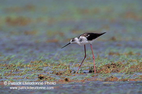 Black-winged Stilt (Himantopus himantopus) - Echasse blanche - 17840