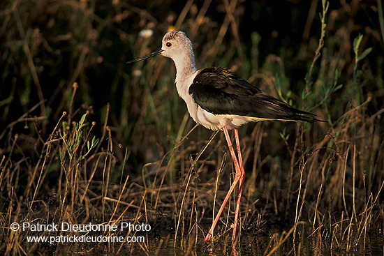 Black-winged Stilt (Himantopus himantopus) - Echasse blanche - 17841